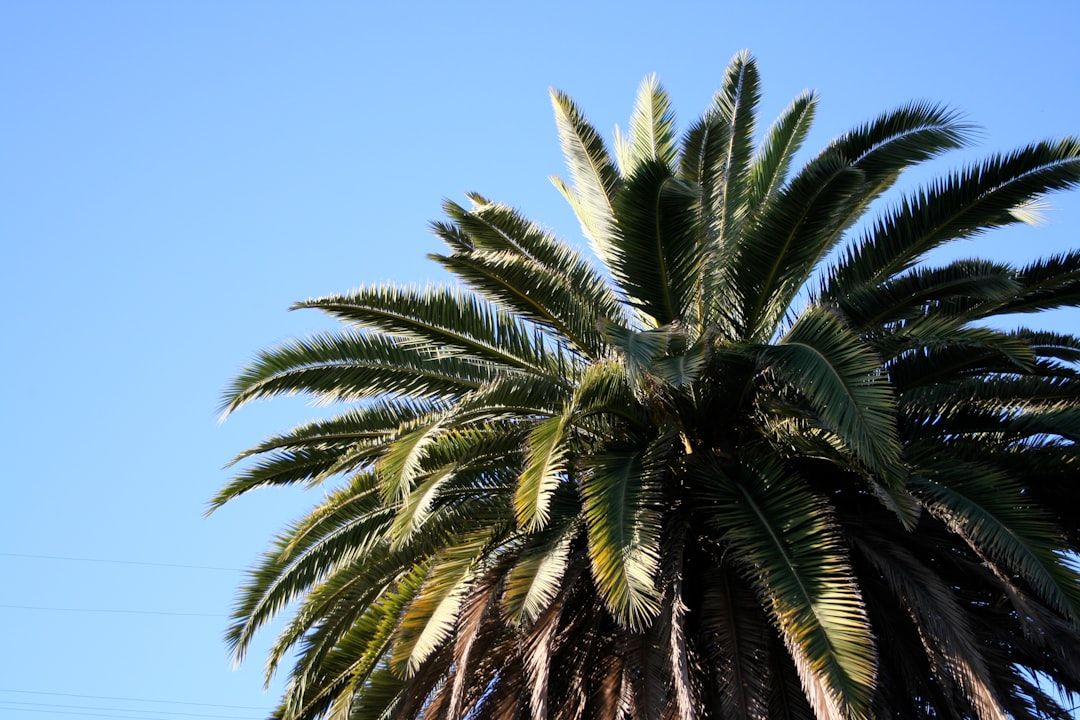 The underlying logic in Palma