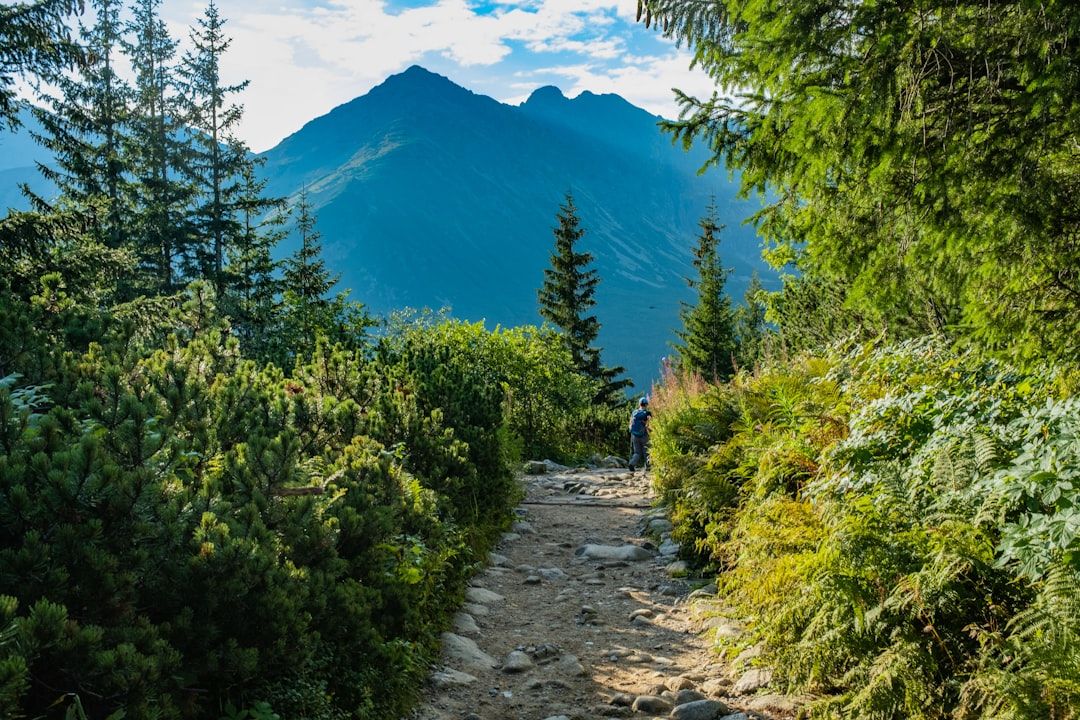 Hikers on a scenic mountain trail